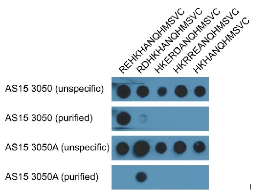 Dot blot using anti-arginylation antibodies